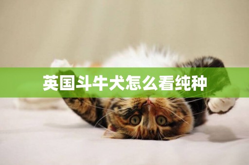 英國斗牛犬怎么看純種