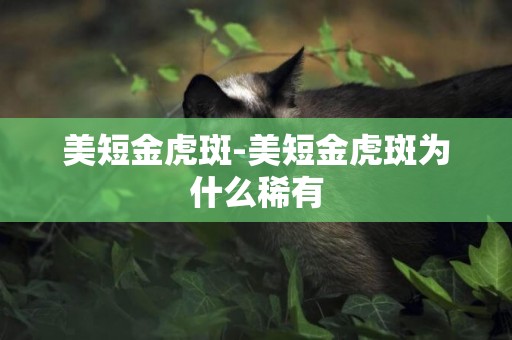 美短金虎斑-美短金虎斑為什么稀有
