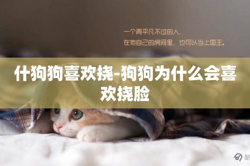 什狗狗喜歡撓-狗狗為什么會喜歡撓臉