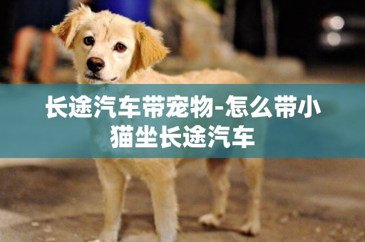 長途汽車帶寵物-怎么帶小貓坐長途汽車