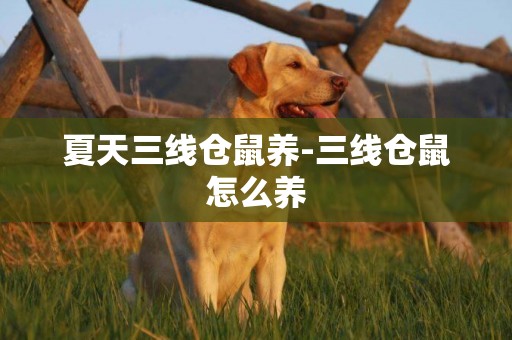 夏天三線倉鼠養-三線倉鼠怎么養