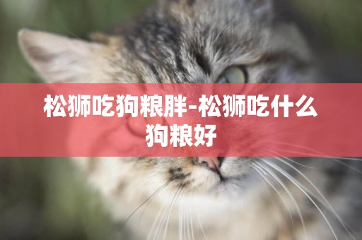松獅吃狗糧胖-松獅吃什么狗糧好