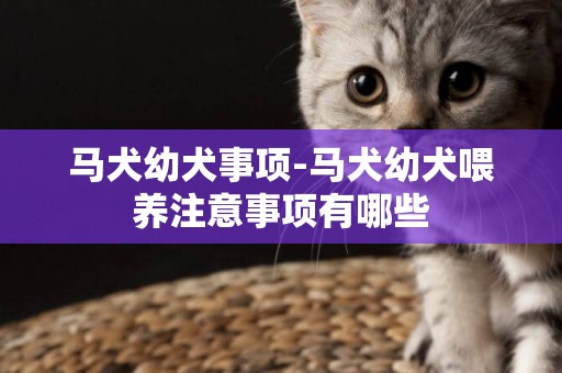 馬犬幼犬事項-馬犬幼犬喂養注意事項有哪些