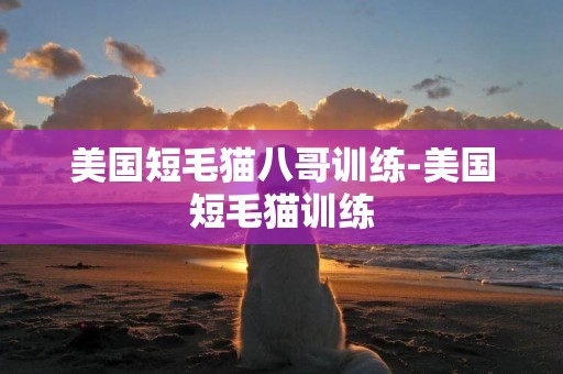 美國短毛貓八哥訓練-美國短毛貓訓練