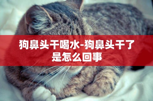 狗鼻頭干喝水-狗鼻頭干了是怎么回事