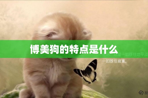 博美狗的特點是什么