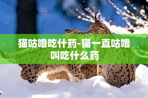 貓咕嚕吃什藥-貓一直咕嚕叫吃什么藥