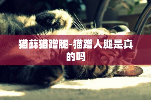 貓蘚貓蹭腿-貓蹭人腿是真的嗎