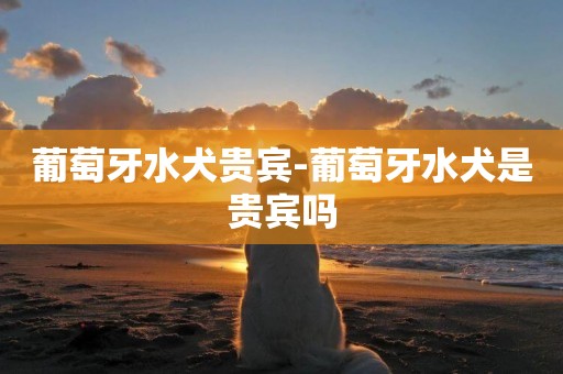 葡萄牙水犬貴賓-葡萄牙水犬是貴賓嗎