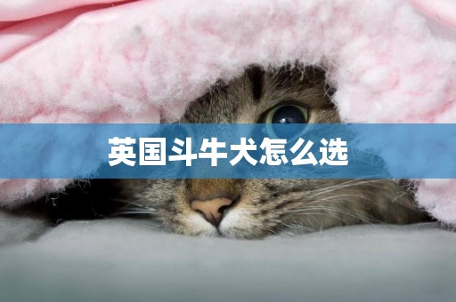英國斗牛犬怎么選