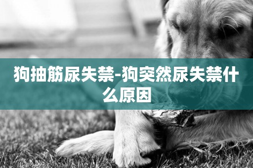 狗抽筋尿失禁-狗突然尿失禁什么原因