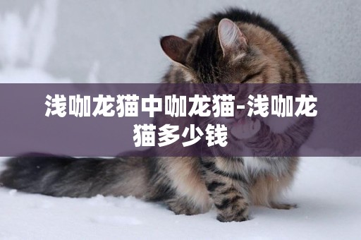 淺咖龍貓中咖龍貓-淺咖龍貓多少錢