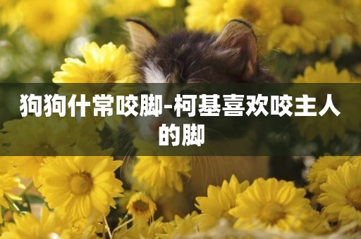 狗狗什常咬腳-柯基喜歡咬主人的腳