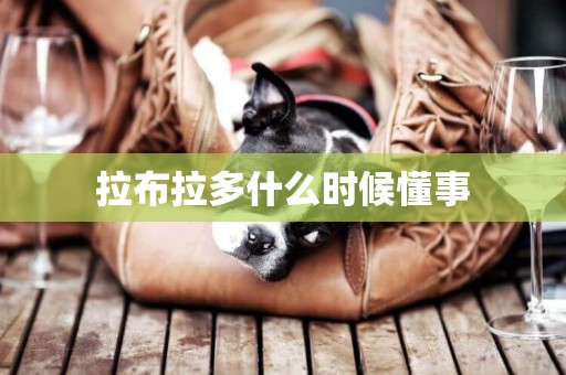 拉布拉多什么時候懂事