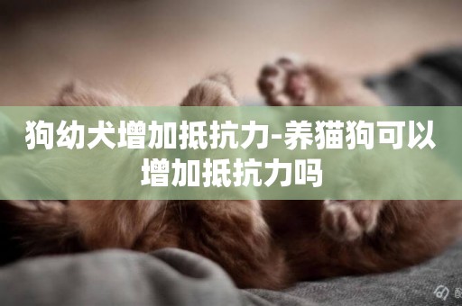 狗幼犬增加抵抗力-養貓狗可以增加抵抗力嗎