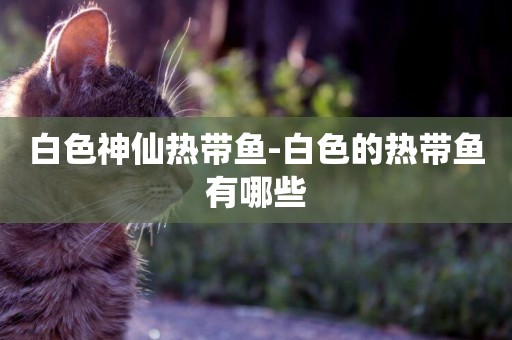 白色神仙熱帶魚-白色的熱帶魚有哪些