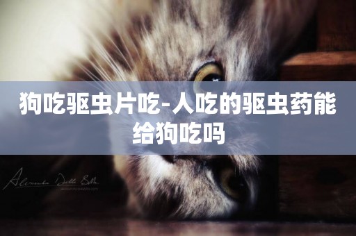 狗吃驅蟲片吃-人吃的驅蟲藥能給狗吃嗎