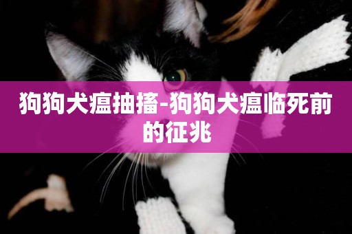 狗狗犬瘟抽搐-狗狗犬瘟臨死前的征兆