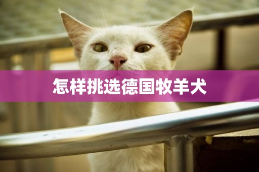 怎樣挑選德國牧羊犬