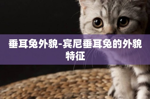垂耳兔外貌-賓尼垂耳兔的外貌特征