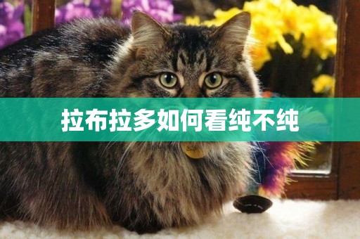 拉布拉多如何看純不純