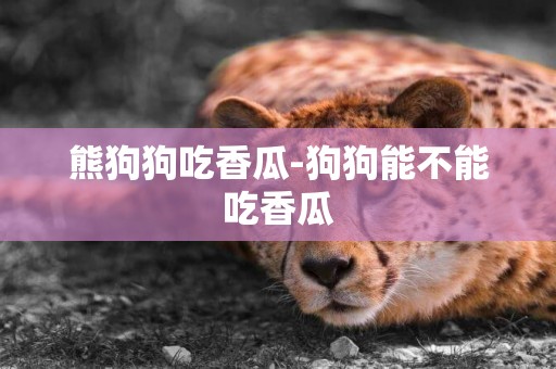 熊狗狗吃香瓜-狗狗能不能吃香瓜