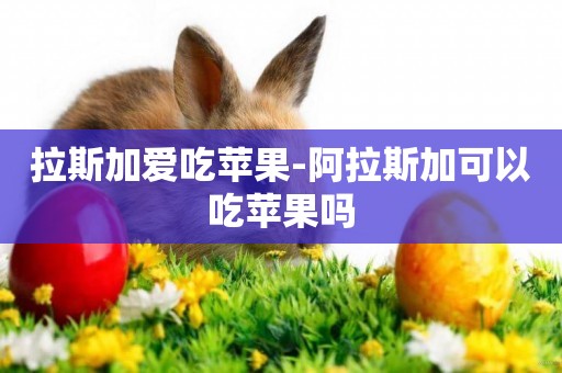 拉斯加愛吃蘋果-阿拉斯加可以吃蘋果嗎