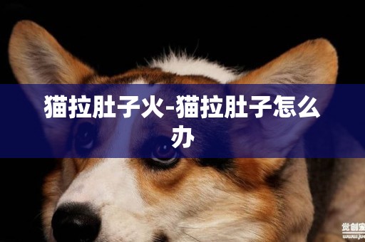 貓拉肚子火-貓拉肚子怎么辦