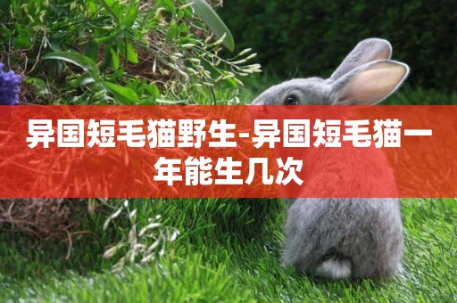 異國短毛貓野生-異國短毛貓一年能生幾次