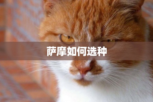 薩摩如何選種