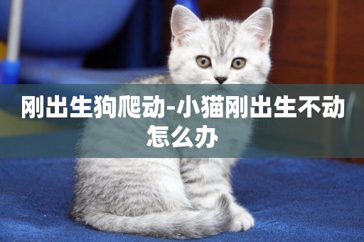 剛出生狗爬動-小貓剛出生不動怎么辦