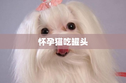 懷孕貓吃罐頭