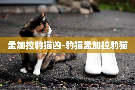 孟加拉豹貓兇-豹貓孟加拉豹貓