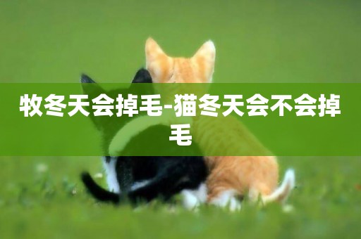 牧冬天會掉毛-貓冬天會不會掉毛