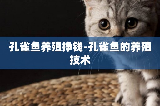孔雀魚養殖掙錢-孔雀魚的養殖技術