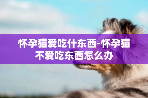 懷孕貓愛吃什東西-懷孕貓不愛吃東西怎么辦