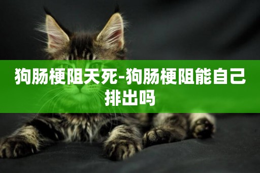 狗腸梗阻天死-狗腸梗阻能自己排出嗎