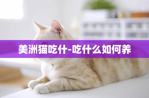 美洲貓吃什-吃什么如何養