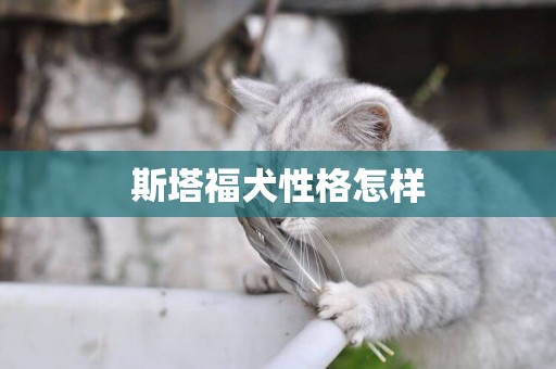 斯塔福犬性格怎樣