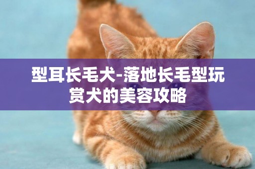 型耳長毛犬-落地長毛型玩賞犬的美容攻略