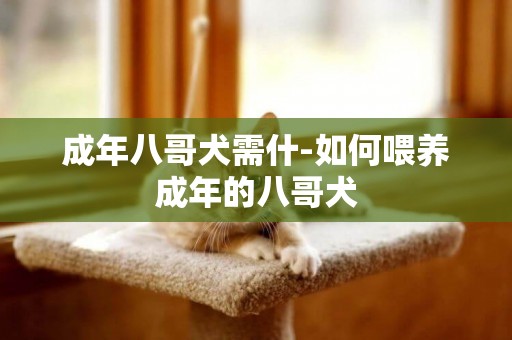 成年八哥犬需什-如何喂養成年的八哥犬