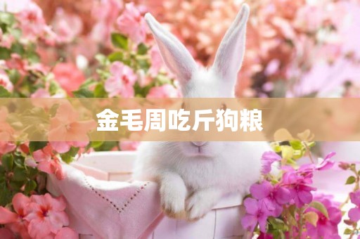 金毛周吃斤狗糧