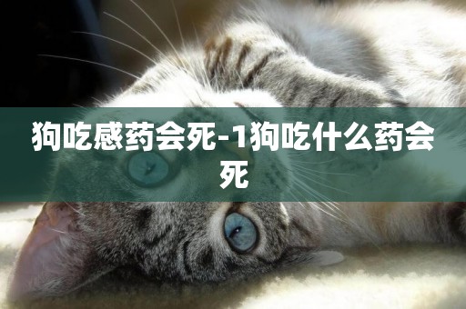 狗吃感藥會死-1狗吃什么藥會死