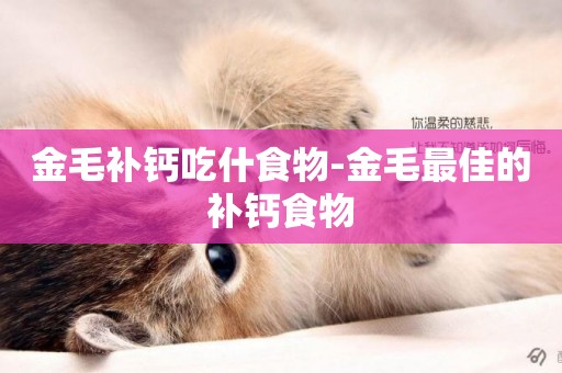 金毛補鈣吃什食物-金毛最佳的補鈣食物