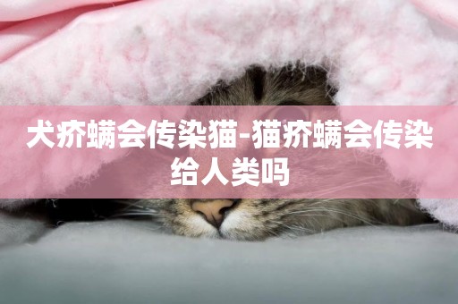 犬疥螨會傳染貓-貓疥螨會傳染給人類嗎