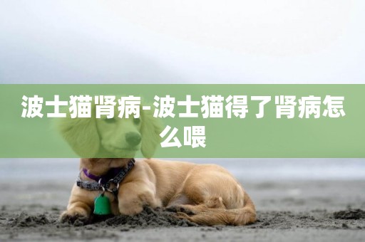 波士貓腎病-波士貓得了腎病怎么喂