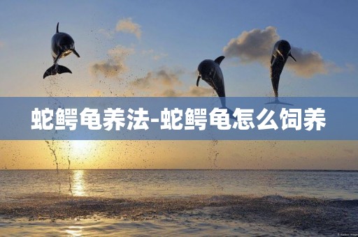 蛇鱷龜養法-蛇鱷龜怎么飼養
