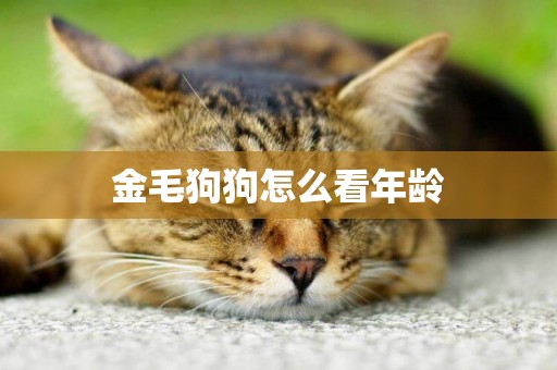 金毛狗狗怎么看年齡