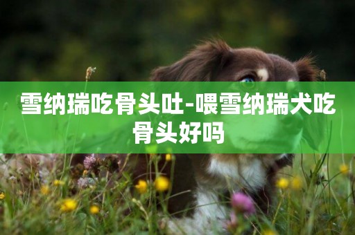 雪納瑞吃骨頭吐-喂雪納瑞犬吃骨頭好嗎