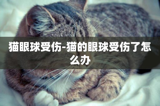 貓眼球受傷-貓的眼球受傷了怎么辦